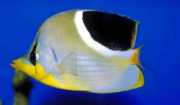 Chaetodon ephippium Блацк Спот Папиллон риба