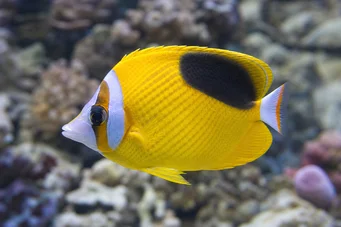 Chaetodon ephippium (Блацк Спот Папиллон риба)