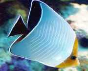 Chaetodon larvatus Маскирана папилона риба