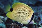 Chaetodon miliaris Лимунски кратки