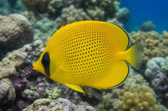 Chaetodon miliaris (Лимунски кратки)