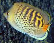 Chaetodon punctatofasciatus Цхаетодон пунцтатофасциатус