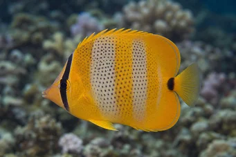 Chaetodon punctatofasciatus (Цхаетодон пунцтатофасциатус)