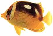 Chaetodon quadrimaculatus Четири места