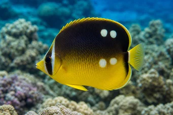Chaetodon quadrimaculatus (Четири места)