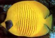 Chaetodon semilarvatus Рибарица