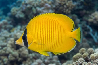 Chaetodon semilarvatus (Рибарица)