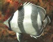 Chaetodon striatus Зебра или прекрижена
