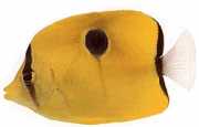 Chaetodon unimaculatus Цхетодон а Гранд Оцелле