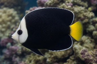 Chaetodontoplus melanosoma Браон анђео