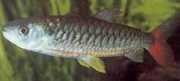 Chalceus erythrurus Цхарцеус са жутим перајима