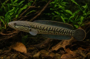 Channa asiatica (Цханна Асиатица)
