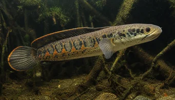 Channa micropeltes (Змија глава)