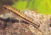 Characidium brevirostre Кратка - незначка карацидијум