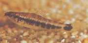 Characidium fasciatum Цхарацидиум је очаран