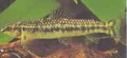 Characidium sp. aff. fasciatum Рио Негро Тетрагер