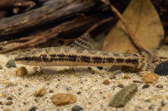 Characidium sp. aff. fasciatum (Рио Негро Тетрагер)