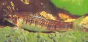 Characidium sp. C. purpuratum Цхарацидиум Сп. Ц. Пурпратум