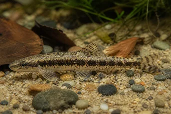 Characidium steindachneri (Примећен тетрагер)