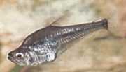Charax gibbosus Бумп Стакле Тетра, Цхарак Гиббеук