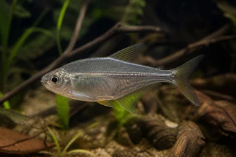 Charax pauciradiatus (Циноцепфалус Цхарак)