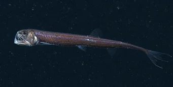 Chauliodus sloani (Морнарички випер)