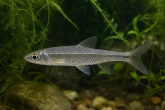 Chela dadiburjori (Дамио)