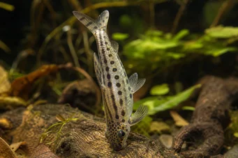 Chilodus punctatus (Наопако)
