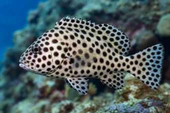 Chromileptis altivelis Граце Келли Гроупер