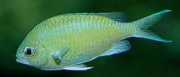 Chromis caerulea Зелени хроми