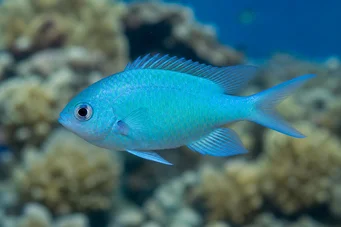 Chromis caerulea (Зелени хроми)