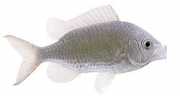 Chromis chromis Каскагнола
