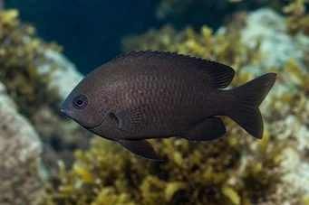 Chromis chromis (Каскагнола)