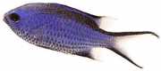 Chromis cyanea Плава млада дама