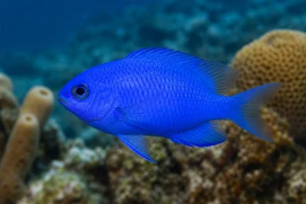Chromis cyanea (Плава млада дама)