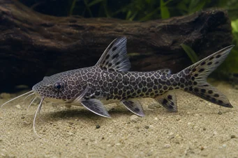 Chrysichthys ornatus Орнатус Цхрисицхтхис