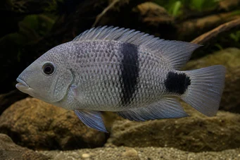 Cichlasoma maculicauda (Цицхласома мацулацауда)