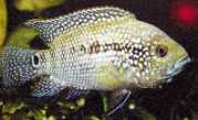 Cichlasoma sajica Сајица