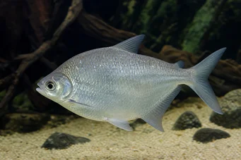 Citharinus citharus (Високо задње срање)