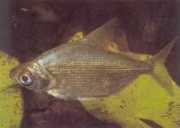 Citharinus congicus Конго цитари�...