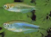 Coelurichthys microlepis Тетра Црутон са малим скалама, Барберош