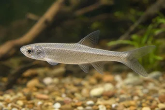 Coelurichthys microlepis (Тетра Црутон са малим скалама, Барберош)