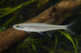 Coelurichthys tenuis (Тетра је одржана, Тетра-Барберос)