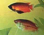 Colisa chuna Цхуна Пакети