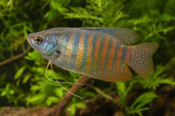 Colisa fasciata Џиновски пакет
