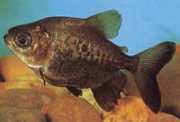 Colossoma macropomum Црни пацоу, гигант пацоу, гамитана