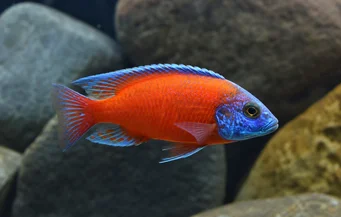 Copadichromis borleyi kadango (Цопадицт Борлеии Каданго)