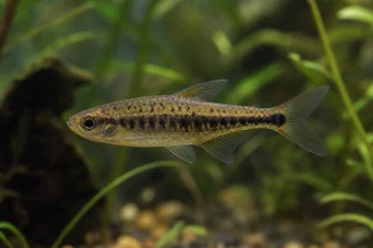Copeina guttata (Црвена копија)