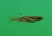 Copella nattereri Цопелла Татт�...