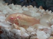 Corydoras aeneus albinos Цоридорас Албинос